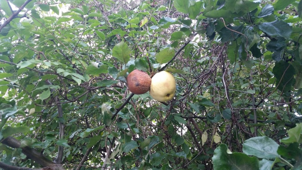 wer selbst pflückt kann in Hof viel Obst für umsonst erhalten